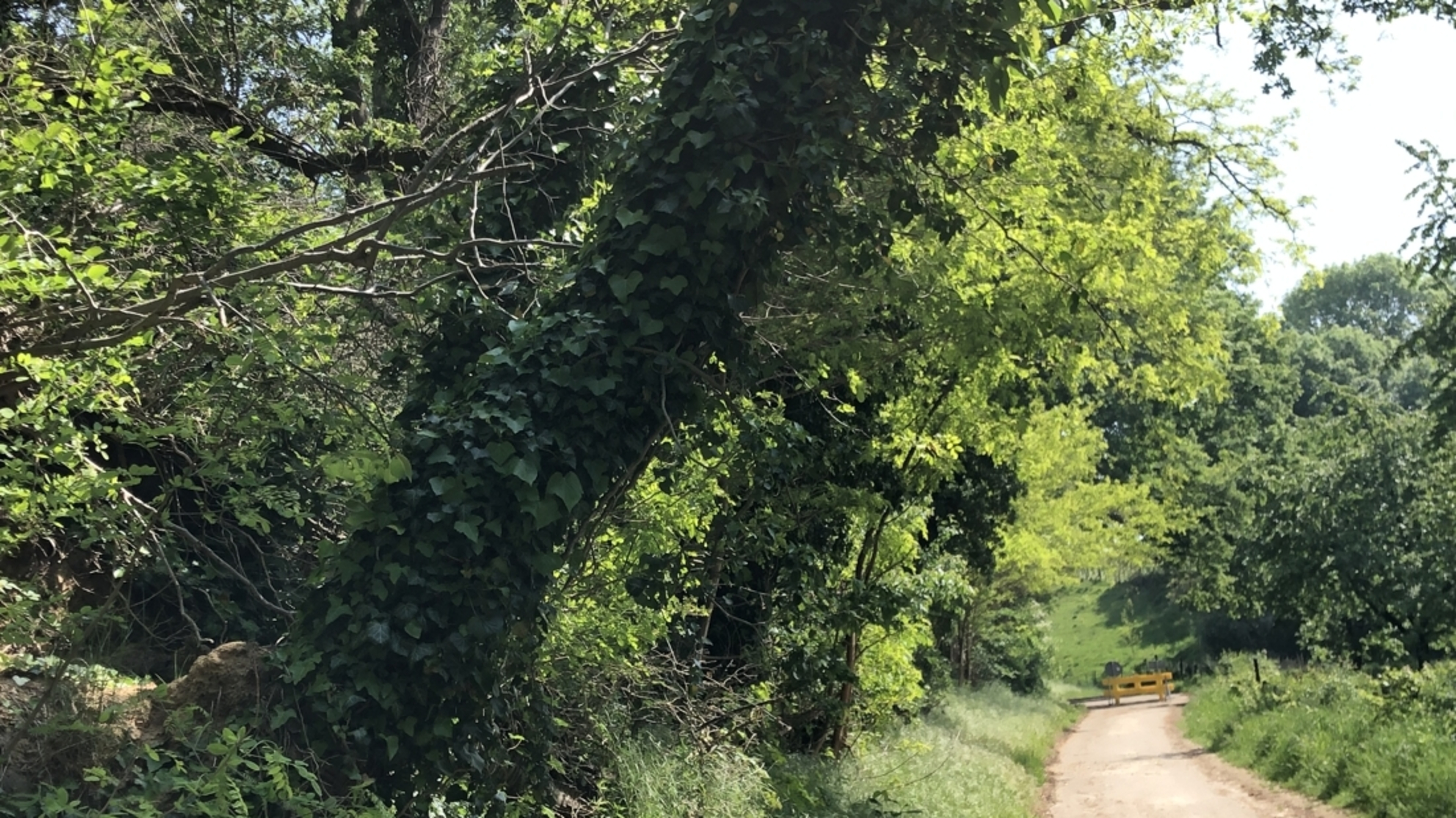 Kap 29 bomen in leefgebied dassen tussen Windraak en Munstergeleen